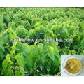 Mulberry Leaf Extract with strong antibacterial activity